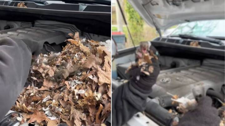 New York Man Opens Car Hood And Finds Six Tiny Lives Waiting For Help