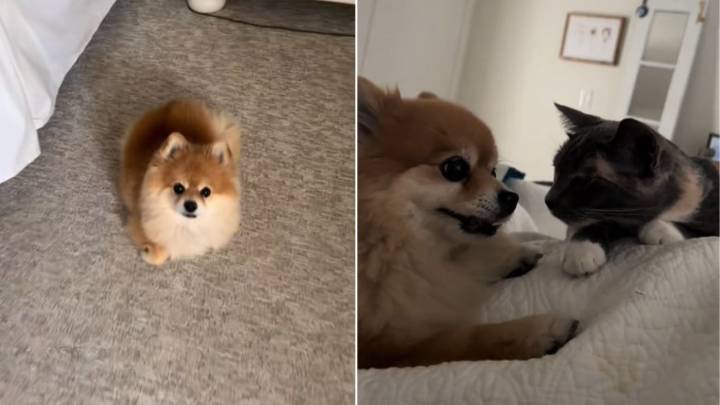 Senior Dog In California Surprises Owner By Copying Her Cat’s Every Move
