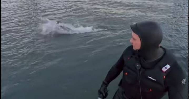 Incredible moment dolphin surprises surfer in the Firth of Forth caught on film