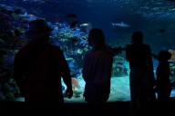 Florida’s Mote Marine Laboratory relocates hundreds of marine animals to new $130M facility