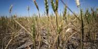 Estiman que la cosecha de trigo arrojará un volumen récord