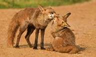 Isla Mayor acoge la 7ª edición de Photo Nature Andalucía 2025 con más de 300 fotógrafos