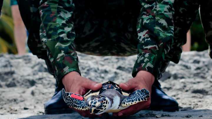 Ejército Nacional se une al rescate de la tortuga Carey en peligro de extinción