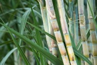 Haryana Hikes Sugarcane Rates by ₹15 Per Quintal, CM Saini Reaffirms Support for Farmers