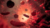 Fecal Transplants Can Help Alleviate Depression, Evidence Shows