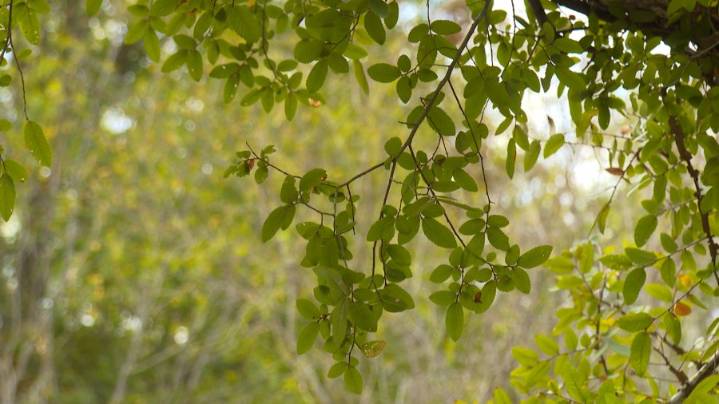 'That’s my sanctuary': Kyle homeowner says city wastewater project threatens trees