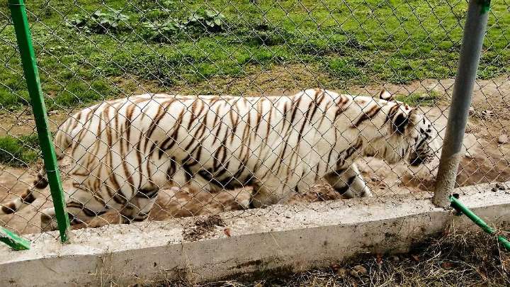 Profepa investiga a zoológico de Xicotepec por muerte de tigre que escapó tras fuertes lluvias