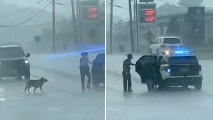 Police Officer Rescues Frightened Dog From Dangerous Highway In Tennessee Downpour