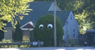 Meet Jim the Juniper, a new star with Nashville roots
