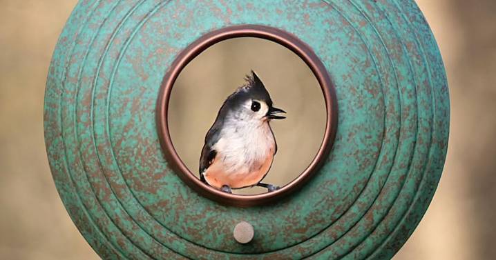 Through her lens: Woodstock photographer captures birds in flight