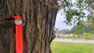 Answer Man: Why are some greenway trees tagged with…