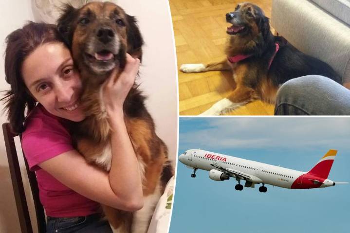 Pets only count as baggage, EU court rules after distraught plane passenger's beloved dog goes missing in transit