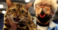 UK Regulator Pushes for Major Overhaul of Veterinary Services Market