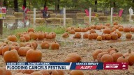 Schnepf Farms fall festival, the Pumpkin and Chili Party, closed