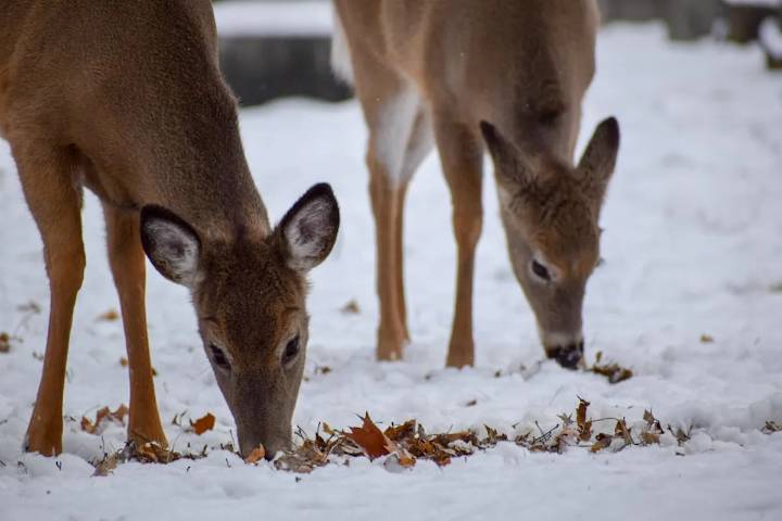 Epizootic hemorrhagic disease found among deer in Grand Forks, B.C.