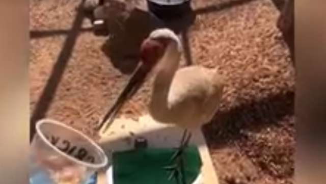 Wildlife center's sandhill crane gets a name at last