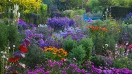 Stunning Alternatives To Mums To Grow In Your Garden For Long