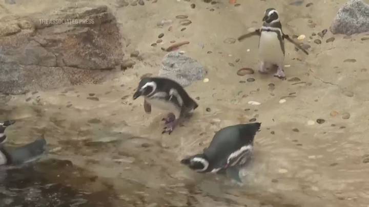 Much-loved penguins enjoy their new home at Lisbon Oceanario