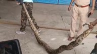 10-foot python spotted at Sukhna Lake rowing centre in Chandigarh