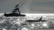 50-year-old law protecting whales, seals and polar bears targeted for rollback