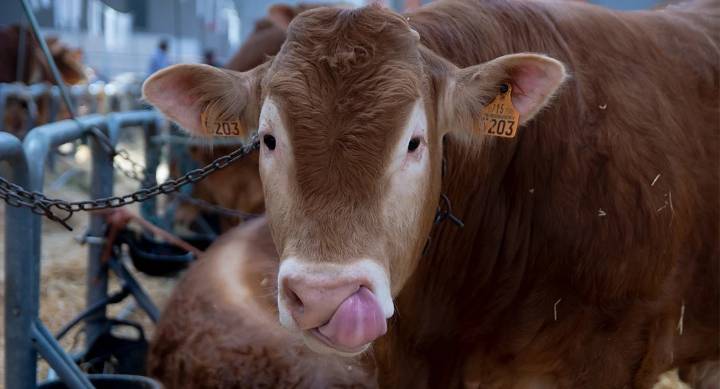 Extremadura prohíbe el ganado en ferias y romerías para evitar la dermatosis nodular