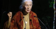 Arizona Science Center honors conservationist Jane Goodall