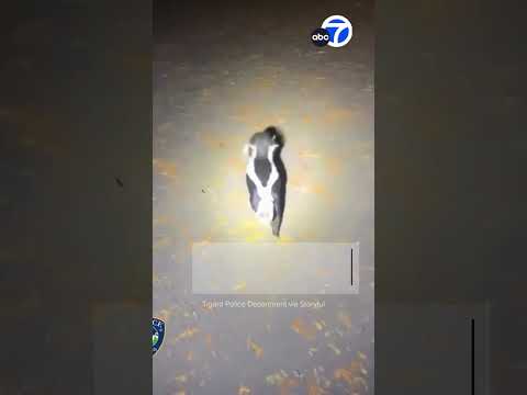 Skunk Wanders Aimlessly in Darkness With Head Stuck in Jar