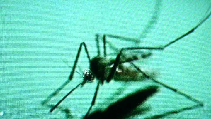 Virus de la lengua azul: su mortalidad es del 8% al 15%, pero no representa un problema de salud pública
