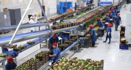 Sunshine Perú ajusta estrategia ante campaña de mango 2025 con menor floración