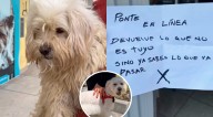 Albergue de animales en Manchay es amenazado tras rescatar a perrito: "Dueña lo tenía descuidado"