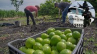 Federación reforzará seguridad en Michoacán para proteger a productores de limón
