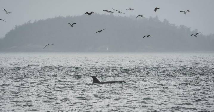 Scientists hope underwater fiber-optic cables can help save endangered orcas
