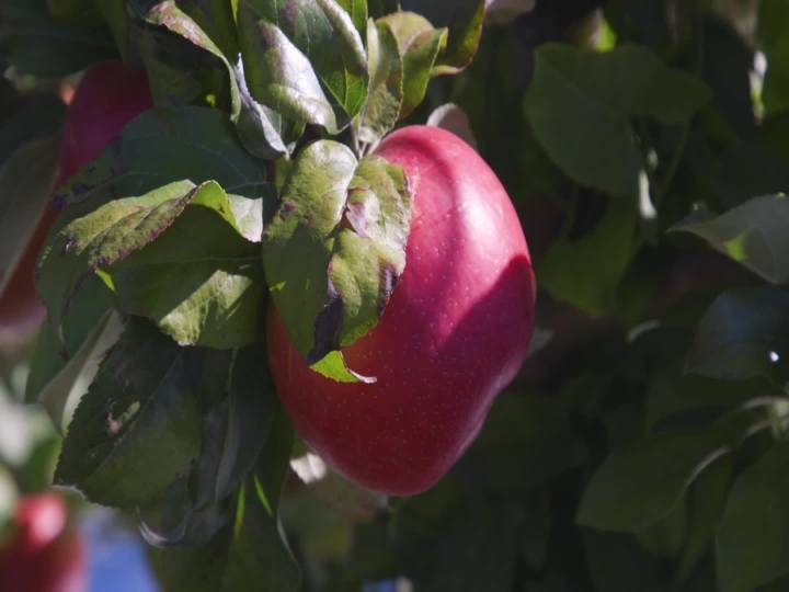 Family Fun at King Orchard’s During Apple Season