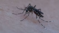 Dengue: se detectó la presencia del mosquito en tres barrios de la ciudad de Santa Fe