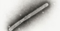 First case of bird flu in commercial flock reported in Grant County