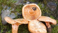 Ayerbe fusiona el mundo de las setas con la gastronomía y la cosmética