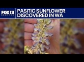 Parasitic sunflower discovered in WA