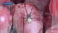 Woman finds widow spider in grapes bought at NH store