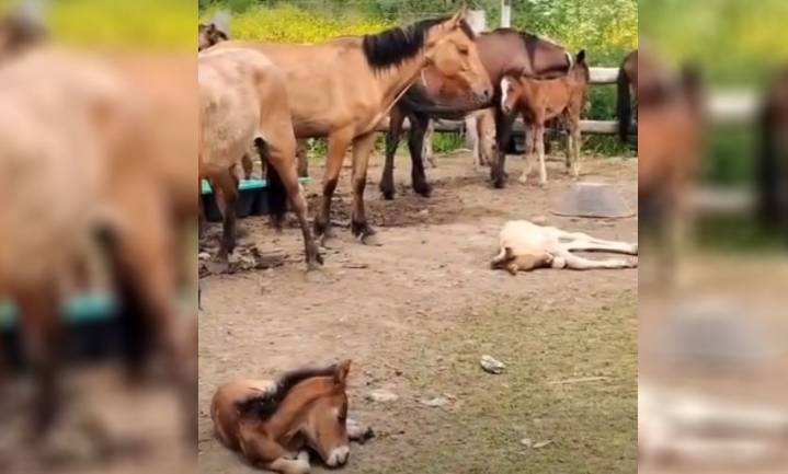 La Policía de Pilar desbarató un frigorífico clandestino de caballos