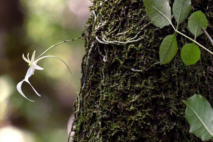 Trump Administration Suggests Listing Florida’s Elusive Ghost Orchid as Endangered