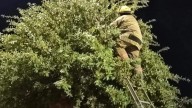 Rescatan bomberos a gatito atrapado en árbol en la Independencia