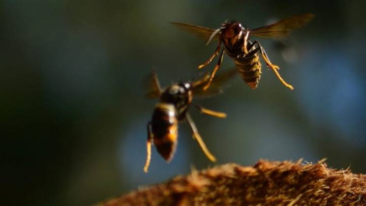 La avispa velutina desata la alarma en Galicia tras tres muertes en quince días: "Es un problema de salud pública"