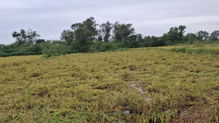 Rain lashes South Gujarat districts: Valsad paddy farmers stare at huge losses