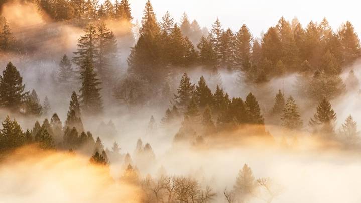 Discover the science behind fall's foggy mornings in the Carolinas
