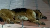 Acusan envenenamiento masivo de lomitos en Paracho