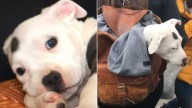 New York Woman Was Shocked When Film Crew Rejected A Puppy Because Of His Size, So She Did Something Amazing