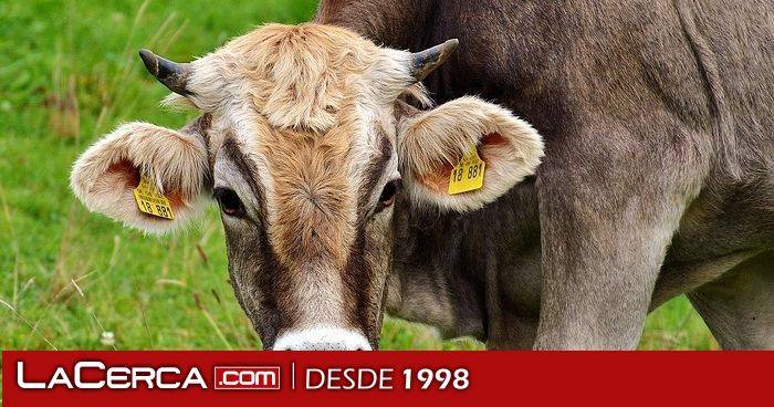 Bruselas plantea un escudo para agricultores UE ante caídas de precios causadas por productos del Mercosur