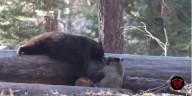 BEAR League gives status report on Hope and Bounce