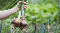 The Hidden Benefits Of Planting Onions Beside Your Tomatoes In The Garden