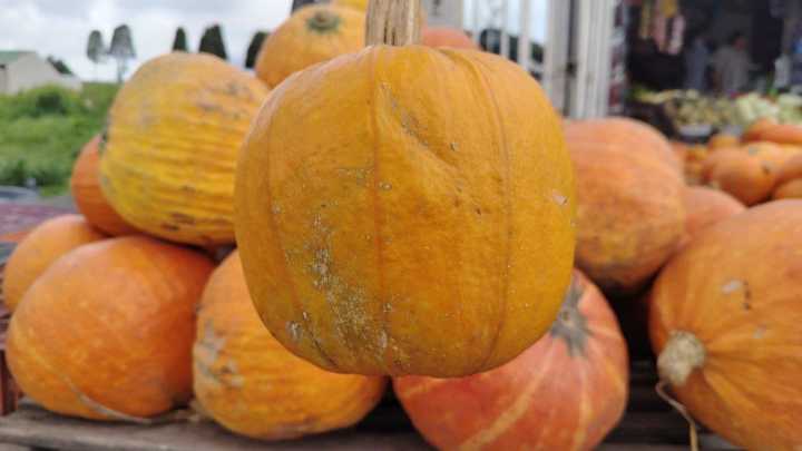 Las calabazas de Nuevo Colón: la tradición boyacense que ilumina Halloween en Colombia